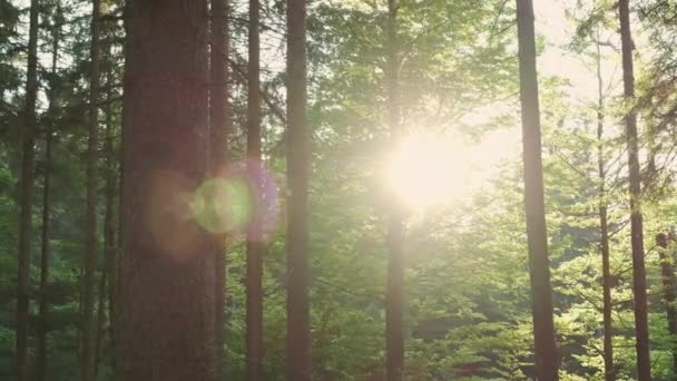Los rayos del sol brillan rompiendo las ramas de los pinos — Vídeos de Stock