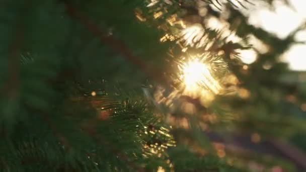 Parlak günbatımı ışınları çam ağacının iğnelerinde parlıyor. — Stok video