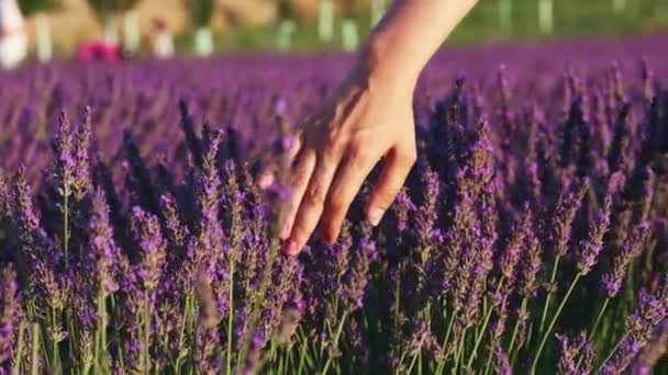 Cinematic footage of female hand gently touching lavender flowers at sunlight — стоковое видео