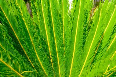 Parlak yeşil palmiye yaprakları. Çiçek desenli arka plan 