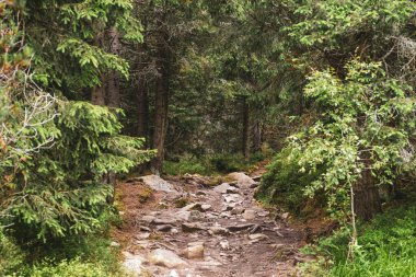 Yazın ormanda uzun ağaçların arasında yol