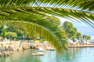 Arka plandaki marinada palmiye yaprağı ve demirli yat, tekne ve gemiler..