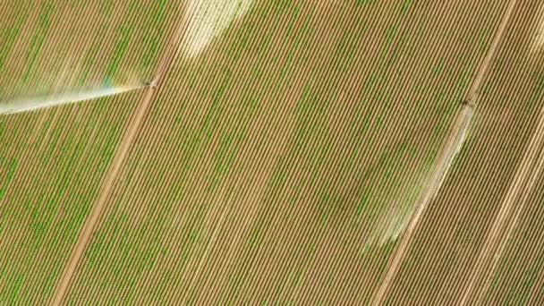 Вид с воздуха на автоматическую систему полива орошения, распыляющую воду над сельскохозяйственным полем — стоковое видео
