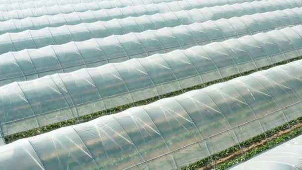 Aerial video of greenhouses for growing plants, flowers, berries, vegetables and fruits. — Stock Video