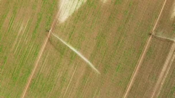 Luftaufnahme eines automatischen Bewässerungssystems, das Wasser über landwirtschaftliches Feld sprüht — Stockvideo