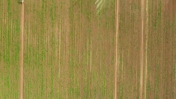 Aerial skott av gröda fält med pivotbevattning bevattningssystem — Stockvideo