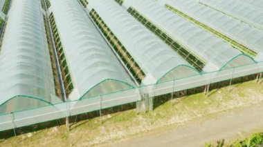 Sebze yetiştirmek için endüstriyel seraların hava manzarasını kapatın. 