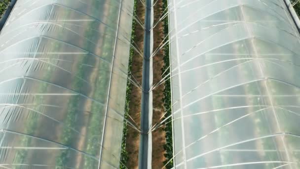 Letecké video skleníků pro pěstování rostlin, květin, bobulí, zeleniny a ovoce. — Stock video