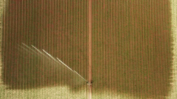 Aerial view of automatic watering irrigation system spraying water over agriculture field — Stock Video