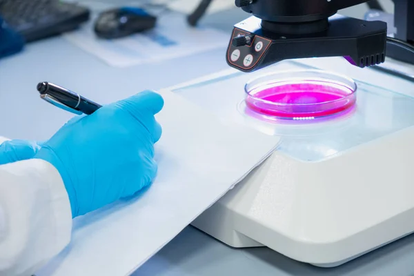 Lastik eldivenli bilim adamı mikrobiyolojik deneyi not alıyor. Örnekle birlikte petri kabı mikroskop altında.. — Stok fotoğraf