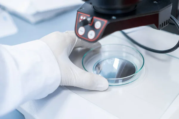 Científico examinando la muestra en placa Petri con un microscopio. Laboratorio biológico moderno. — Foto de Stock