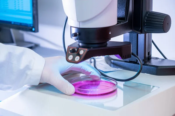 Científico en guantes de látex y bata de laboratorio poniendo muestras bajo microscopio electrónico para su prueba o examen en laboratorio microbiológico o químico — Foto de Stock