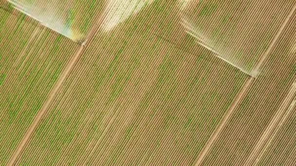 Vista aerea del sistema automatico di irrigazione a spruzzo dell'acqua sul campo agricolo — Video Stock