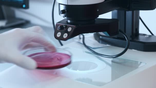 Científico investigador en guantes de goma ajusta el espécimen en un plato Petri bajo el microscopio. Investigación microbiológica contra el análisis de oncología, coronavirus, VIH o ADN. — Vídeos de Stock