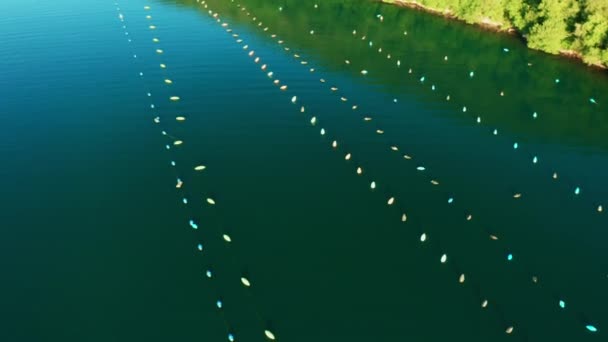 Ústřicové sítě ponořené do tmavě modré vody na farmě v Limském zálivu — Stock video