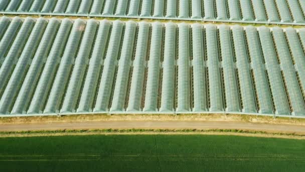 Vue aérienne de la serre agricole pour la culture de plantes et de légumes près du champ vert. — Video