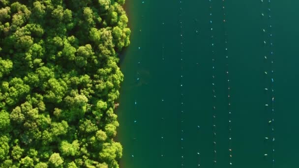 Floating nets in Gulf of Lima at oyster farm in Croatia — Stock Video