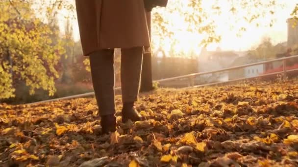 Женщина-фотограф гуляет по осеннему лесу на закате в коричневом пальто и клетчатых брюках — стоковое видео