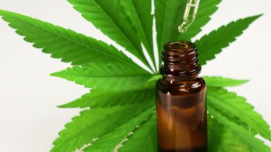 Kenevir yağı beyaz arka planda şişeye damlıyor.