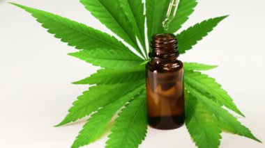 Kenevir yağı beyaz arka planda şişeye damlıyor.