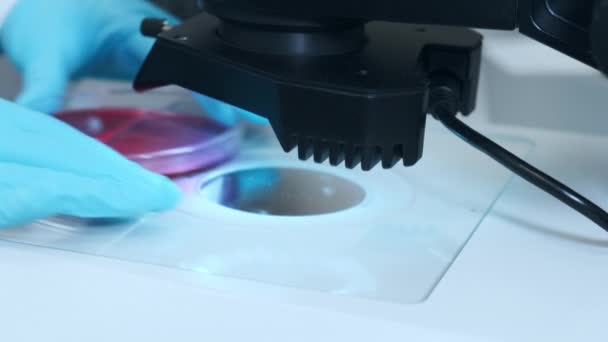 Asystent umieszcza płytkę Petriego z próbkami pod mikroskopem — Wideo stockowe