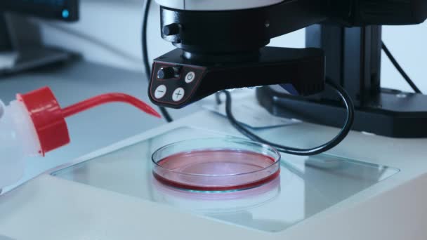 Trabajador de laboratorio espolvorea muestra líquida en placa Petri — Vídeos de Stock