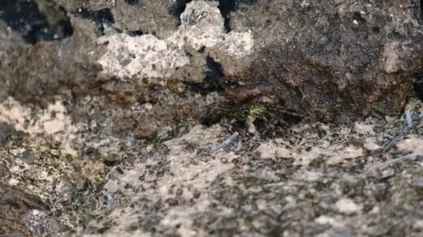 Máscaras de cangrejo verde escondidas cerca de rocas esparcidas con arena — Vídeo de stock