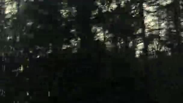 Auto venster met uitzicht op dichte donkere bos met dunne stammen — Stockvideo