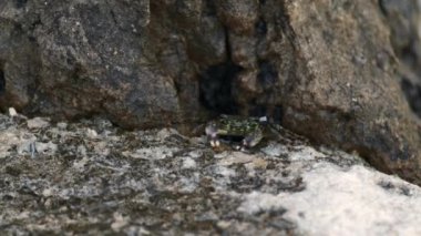 Islak deniz sakini, deniz kıyısındaki kayalıklardaki deliğin yanında emekler.