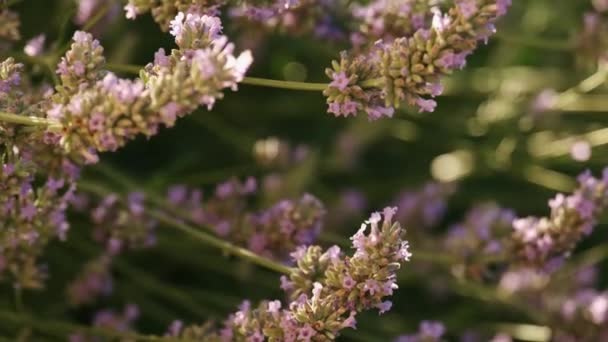 Lavendel bloeiwijze bloeit op groene stengels in de wind — Stockvideo