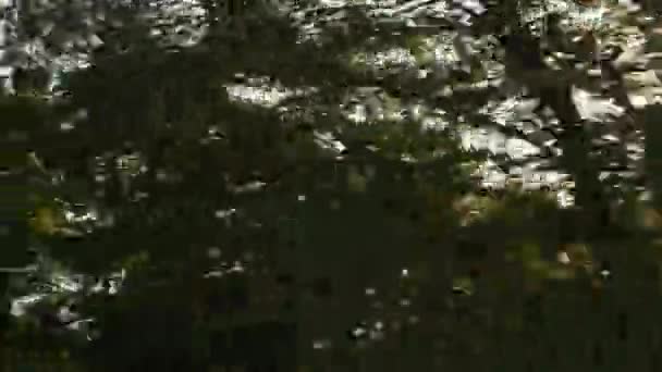 日落时，汽车经过一排排的绿树和灌木丛 — 图库视频影像