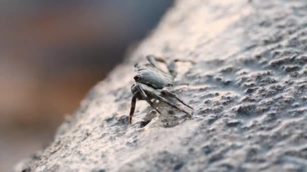 Wet crab crawls up rock against calm sea ripple at sunset — Stok video