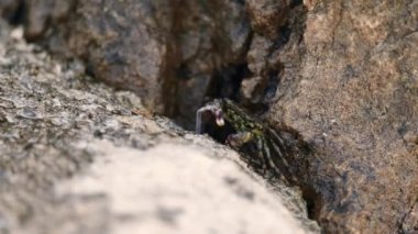 Crab crawls on rock among stones strewn with wet sand. Wet sea dweller looks at nature hiding from bright setting sky in shadow extreme closeup