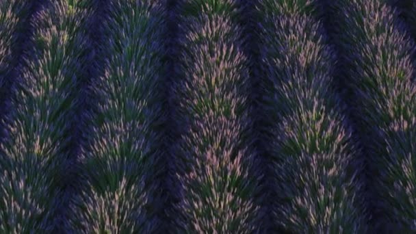 Rijen Aromatische Lavendel Groeien Bloeien Het Veld Paarse Bloemen Van — Stockvideo