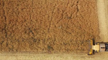 Orange harvester cuts grown rapeseed leaving windrows