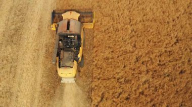 Geniş çaplı operasyonlar, yetiştirilen kolza tohumlarını topluyor.