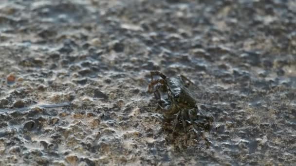 Wet crab crawls up rock against calm sea ripple at sunrise — Stok video