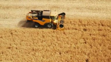 Güçlü birleşim, tarlada yetişen kolza tohumlarını topluyor.