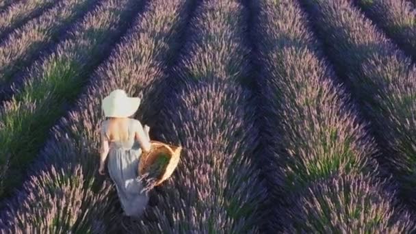 Woman with basket walks between rows of growing lavender — Stok video