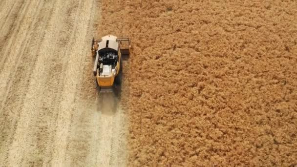 Oogster verzamelt koolzaad van groot veld bij zonlicht — Stockvideo