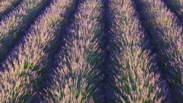 Vlieg over rijen aromatische lavendel groeien en bloeien op het veld — Stockvideo