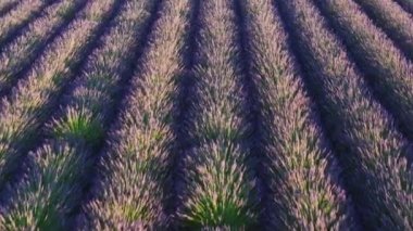 Fly over rows of aromatic lavender growing and blooming on field