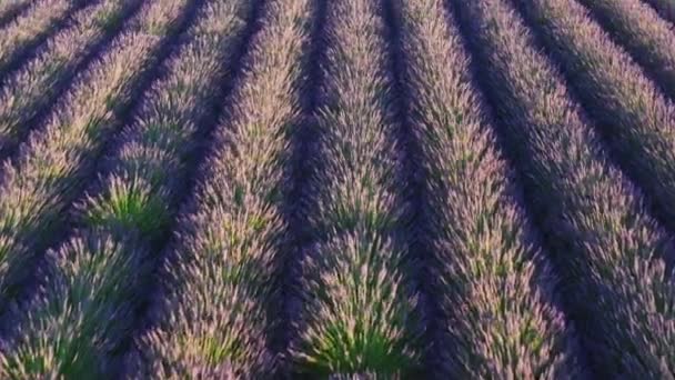 Fly over rows of aromatic lavender growing and blooming on field — Stok video
