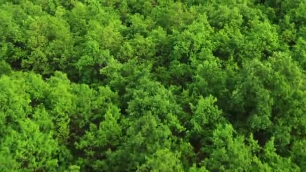 Cabang Rimbun Dan Daun Hijau Terang Puncak Pohon Hutan Pada — Stok Video