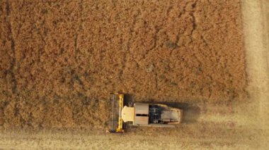 BERLIN , GERMANY - JULY 15 2021:Powerful combine of New Holland company gathers rapeseed harvest and leaves lines of waste. Harvester picks rapeseed at sunlight aerial view