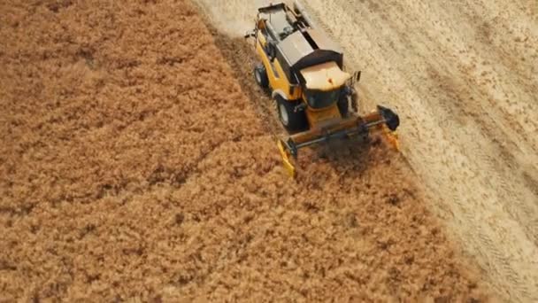 Large Combine Operates Field Gathering Grown Rapeseed Orange Harvester Collects — Vídeos de Stock