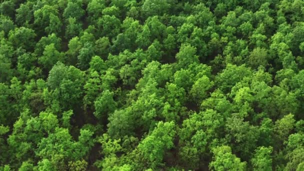 夏の日に大きな森の中で緑の木が育つ 田舎の緑豊かな枝や活気のある葉を持つ木 高密度植生空中ビュー — ストック動画