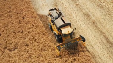Large combine operates on field gathering grown rapeseed. Orange harvester collects plants and leaves hay rows behind at bright sunlight aerial view