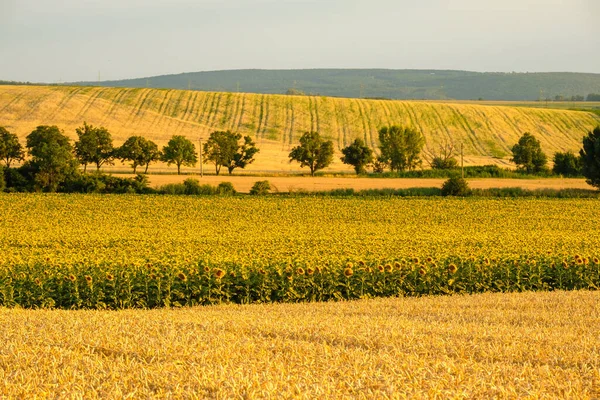 Large Blooming Sunflower Field Trees Wind Break Countryside Sunny Summer —  Fotos de Stock