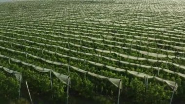 Motion above vineyard with folded protective net at sunset. Huge plantations of grape attracts tourist attention with quantity aerial view